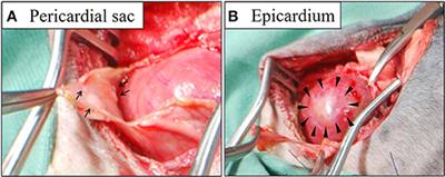 Pericardial Mesothelioma in a Dog: The Feasibility of Ultrasonography in Monitoring Tumor Progression